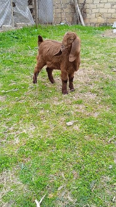 Salam Çəpiş 3 Aylıqdır Naturalnı Hələpdir