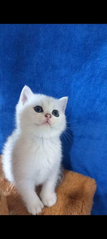 Quşlar: Britan — 5