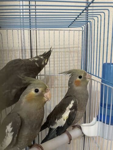 кольчатый попугай цена: Salam Korella quşları Satılır Biri 25 manatadi Mağaza deyil öz — 2
