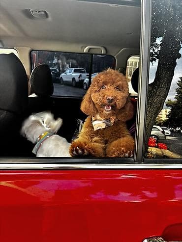 heyvan bazarı: Pudel, Erkek — 1