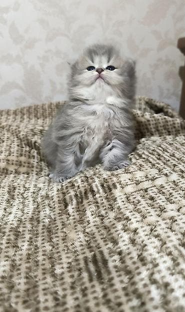 şotlan pişik: Şotland uzun tüklü — 4