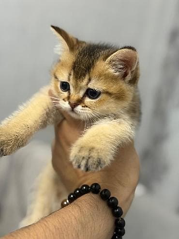 gence heyvan: Şinşilla, Erkək — 1