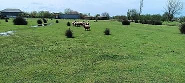 astarada satılan evler: Bakı, 150 kv. m, 10 otaq, Hovuzsuz, Qaz, İşıq, Su — 5