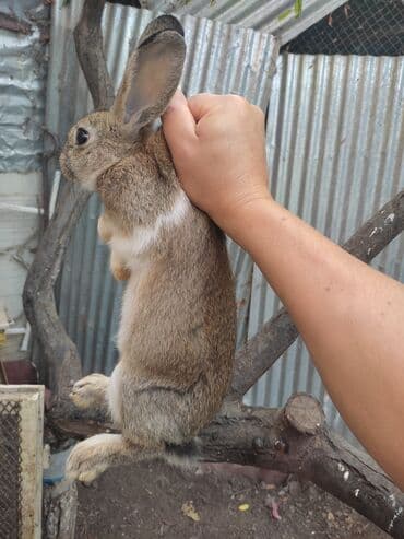 ereb dovşanı: Ev dovşanı - Növ: Ev dovşanı (qəhvəyi-boz rəngli, ağ sinə altı) — 1