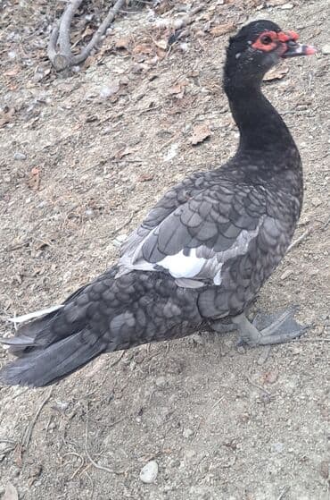 keci balasi satilir: Erkək, | Macar, Ətlik, Pulsuz çatdırılma — 4