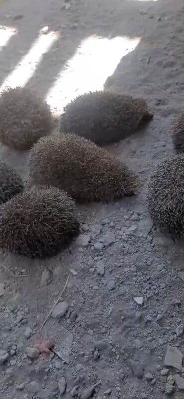 Məhsul: Kirpilər (canlı heyvanlar) Təsvir: - Şəkillərdə çoxsaylı