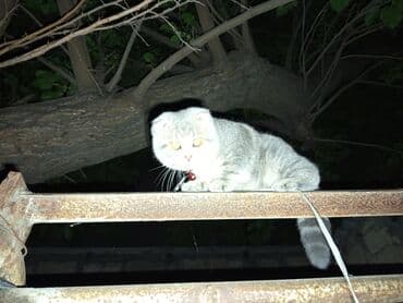 pişik üçün daraq: Şotland yastı qulaq, Dişi, Yaxşı əllərə, Ödənişli çatdırılma — 4