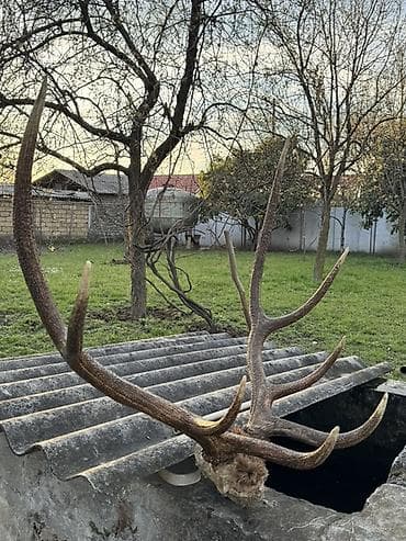 dekor saatlar: Məhsul: Təbii maral buynuzu (kəllə bazası ilə) Təsvir: - Böyük — 3