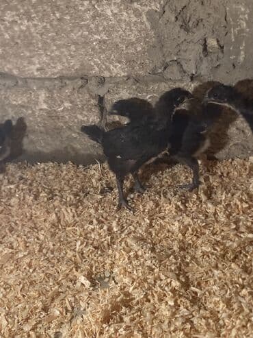 xarkov sortu toyuq: Toyuq cücələri, Damazlıq — 3