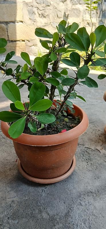 bitki satışı: Bitkilər: Euphorbia milii (Tikanlı tac, “Crown of Thorns”) – hazir — 2