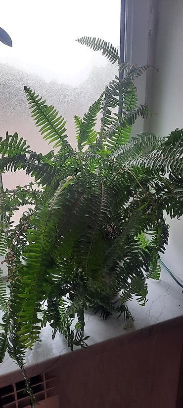 mal dili bitkisi: Otaq bitkiləri — 1