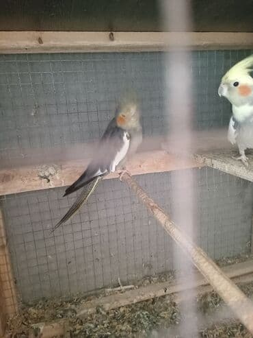 Korellla papuqayları cütdülər sarıbaş ərkeydi boz dişidi tam sağlam