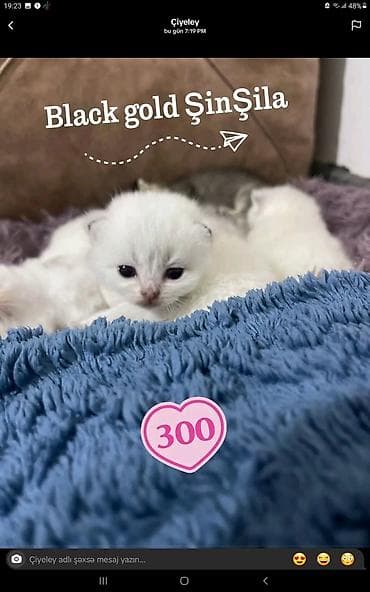 sirvan teze itler satisi: Black Gold Şinşila balaları – satılır - Cins: Şinşila (Black Gold — 2