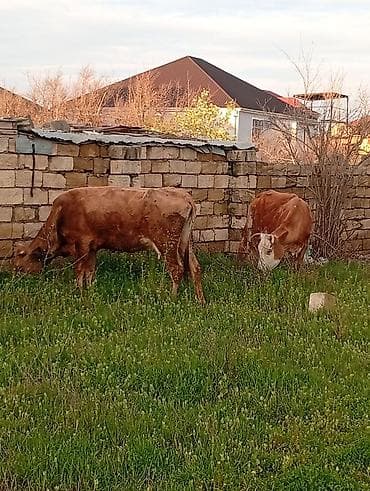 alabay dişi: Salam aleykum qirmizi martin 16 si ci balaya suni mayalanma olunub — 10