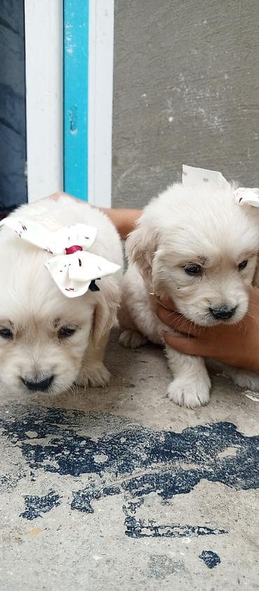 boo iti: Məhsul: Balaca it balaları – açıq krem rəngli, tüklü və yumşaq kürklü — 3