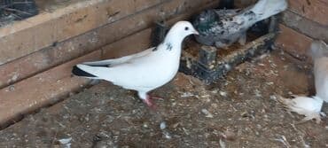 той пудель цена в баку: Sari qara cutdu.sarinin ata anasi 6 saat ucur .cutu 45manata.pavlin 10 — 10