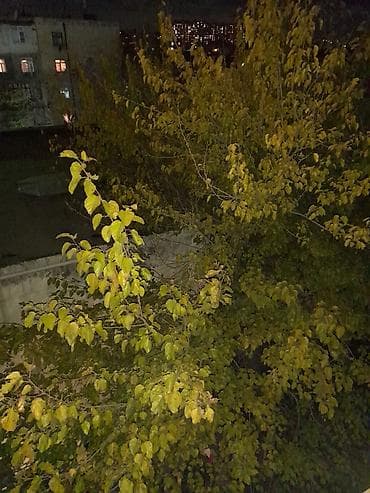 bulbulede kiraye evler: Tam temirli esyali menzil her kese kiraye verilir.heyvanlarin — 3