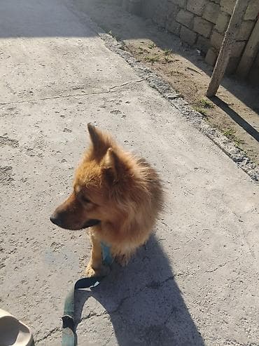 heyvan satışı: Alman çoban iti, 6 ay, Erkek, Ödənişli çatdırılma — 6