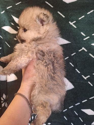 Balıqlar: Pomeran şpits erkek balalar qurd dermanı verilib ata ana özündedi — 3
