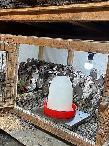 qu qusu sekilleri: Məhsul: Dağ kekliyi (Alectoris chukar) – sürü halında Təsvir: - — 8