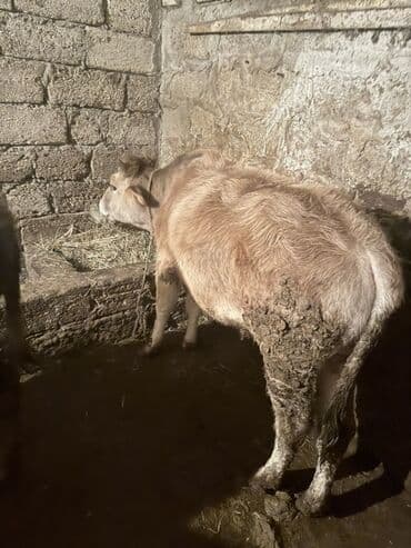 Cins: dana erkək Rəng: açıq sarı-krem Yaş qrupu: gənc Yemlənmə: quru