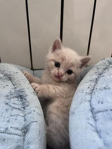 Heyvanlar üçün mallar: Erkək, Dişi, Yaxşı əllərə, Ünvandan götürmə, Pulsuz çatdırılma, Ödənişli çatdırılma — 4