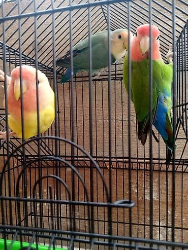 akvarium altligi: Sevgi quşlari Sevda papağanı (Lovebird) cütü və qəfəs Təsvir: - — 2