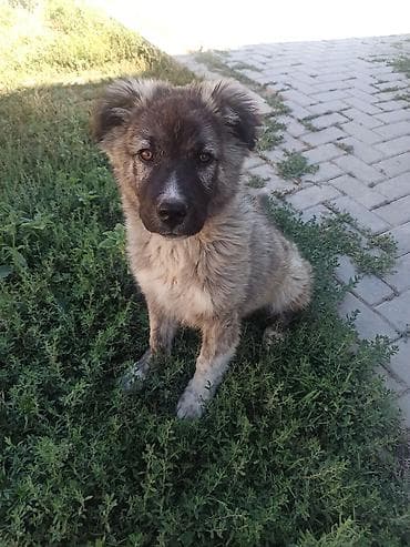 Qafqaz çoban iti, 2 ay, Erkek, Ünvandan götürmə, Ödənişli çatdırılma