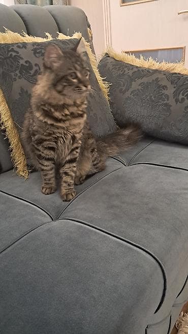 meyn: Meyn-kun, Erkək — 3