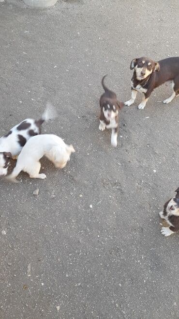 Akvariumlar: Zvanok balalari tecili satilir tam saglamdilar 3 erkey 1 diwi unvan — 7