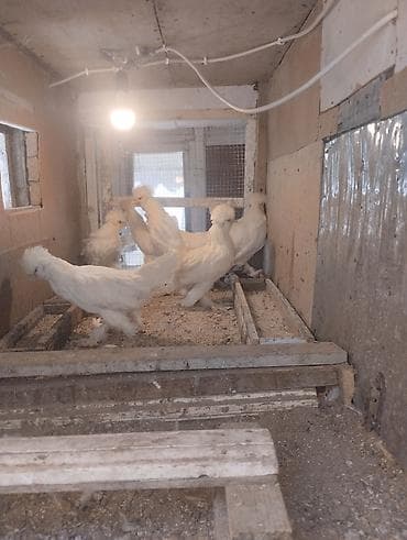 ördek fiyatları: Toyuq, Damazlıq — 7