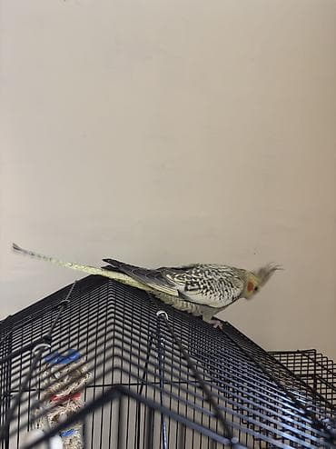 papuqay quş: AĞCABƏDİ RAYONU ÖZ YETİŞDİRDİYİMİZ BALA 2 AYLIQ XORUZ ƏLƏ TAM — 7