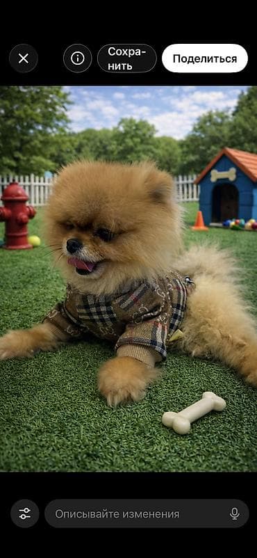 heyvan bazarı: Şpitz, 3 il, Erkek, Cütləşmə üçün — 2