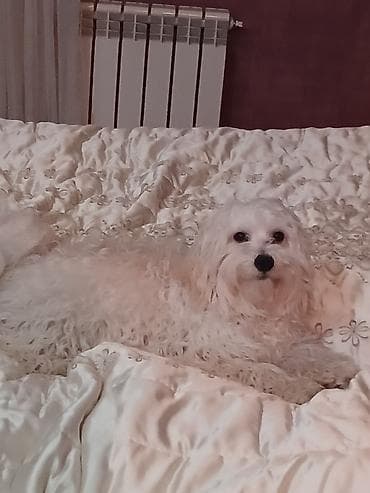 maltese terrier qiymeti: Malta bolonka, 11 ay, Erkek, Peyvəndli, Ünvandan götürmə — 1
