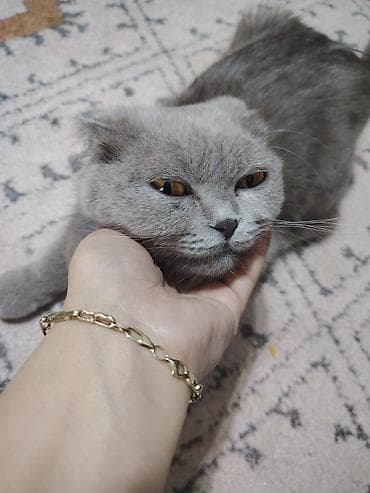 Şotland yastı qulaq