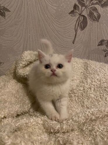 ağ pişik adları: Ekzot — 1