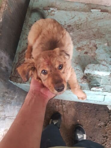 купить хаски щенка: Peyvəndli — 3