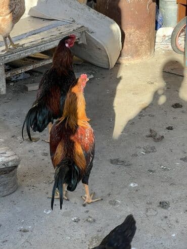 ГАЗ: Saglam heyvanlardı. 8-9 aylıqdılar — 1