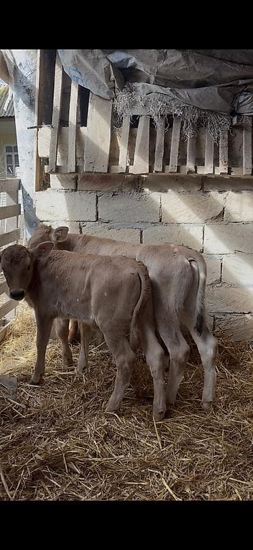 angus dana: Saf fransız mənşəli Limuzin cinsli buzovlar - Cins: Limuzin (ətlik — 10