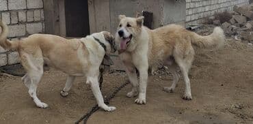 qafqaz coban iti satisi: Alabay — 2