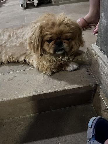 balaca it adlari: Pekines, 1 il, Erkek, Ünvandan götürmə — 2