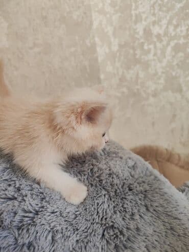 ağ pişik balası: Самец — 1