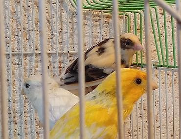 bul bul: Maya və erkək bülbüller — 4