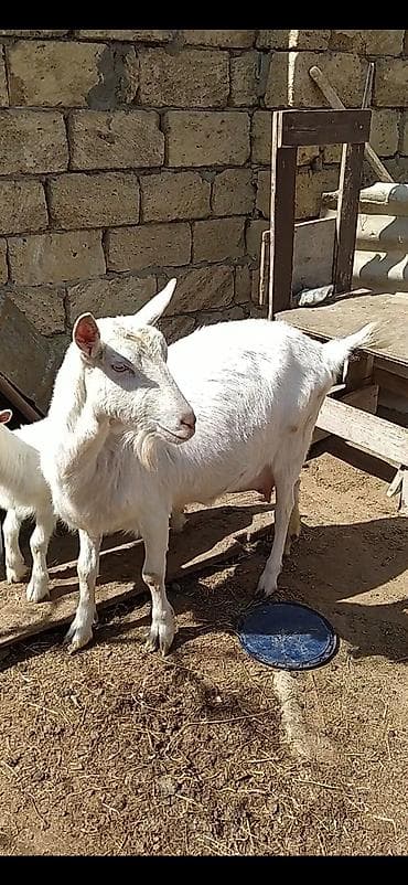 Gəmiricilər: Safqan Saanen dişi südlü keçi. Xüsusiyyətlər: - Süd istiqamətli, iri — 7