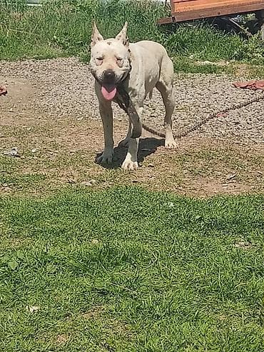 balonka it satilir: Pitbul, Peyvəndli — 2