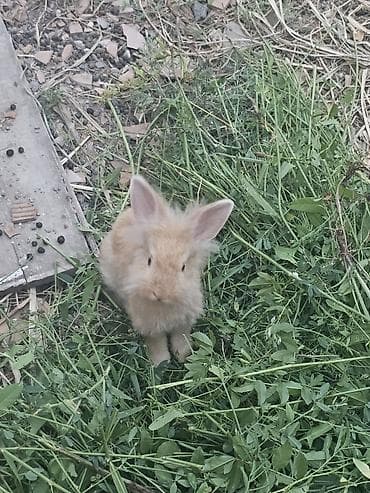 Ev dovşanı – tüklü balaca cins - Növ: Ev dovşanı (dekorativ) - Rəng