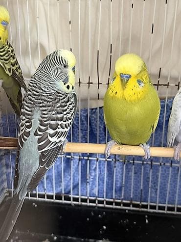 tutuquş: Cute haxir cex quslar 1illik -20 azn 1,5 illik-25azn iri quşlardı ve — 5