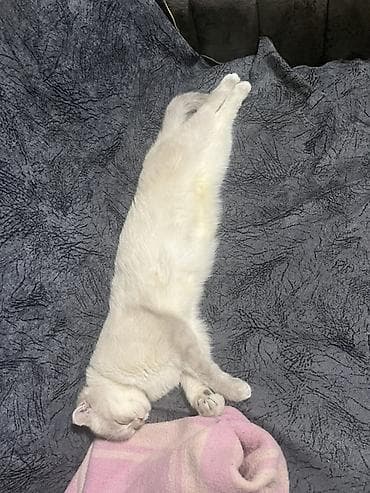 Heyvanlar: Şotland, Dişi, Yaxşı əllərə, Ünvandan götürmə — 2