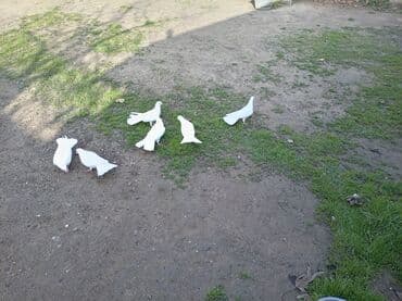 şahin quşunun qiyməti: Enli quyruglar satilir . tek tek satilmir 6 ededi — 3