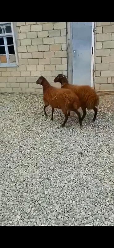coban axtarilir: 7 ayliq di saglam qurbanliq ucun yararlidi — 8